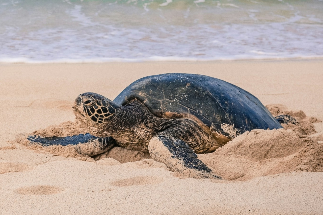 Sea Turtle